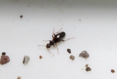 Representative image of Anthicus fenestratus