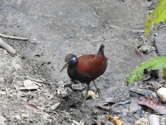 Gymnocrex rosenbergii