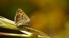 Lycaena bleusei
