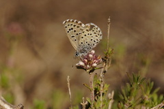 Pseudophilotes panoptes