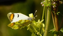 Zegris eupheme