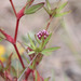 Trifolium gracilentum gracilentum - Photo (c) Ken Owen, alguns direitos reservados (CC BY-NC), uploaded by Ken Owen