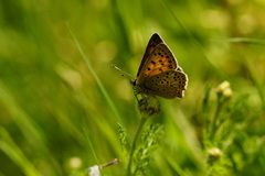 Lycaena bleusei