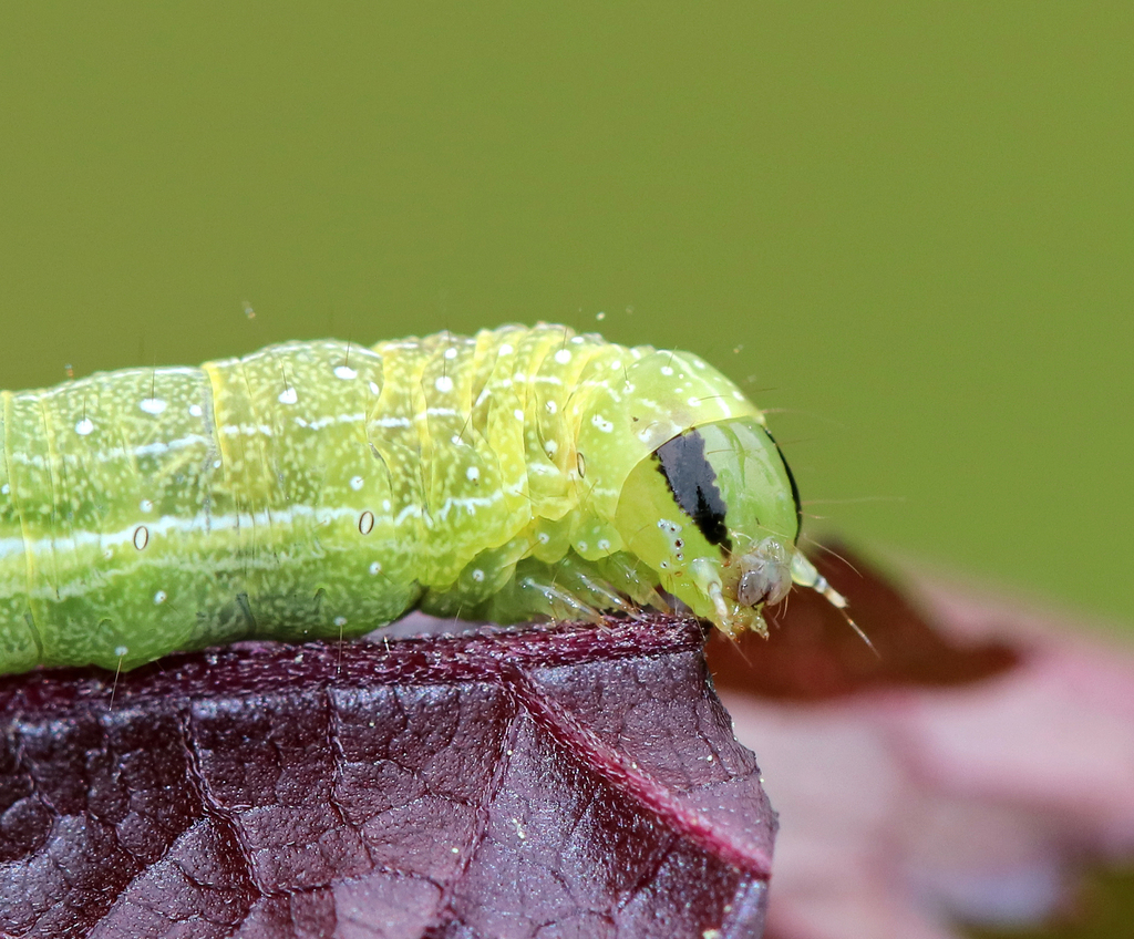 Veiled Ear Moth