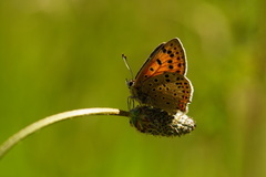 Lycaena bleusei