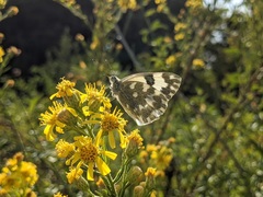Pontia edusa