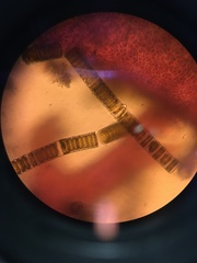 Coscinodiscophycidae