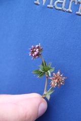 Trifolium palmeri