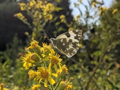 Pontia edusa