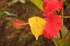 Phoebis neocypris virgo