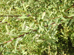Salix vinogradovii