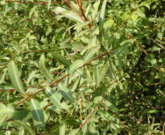 Salix vinogradovii
