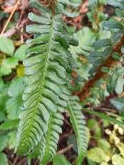 Dryopteris affinis borreri