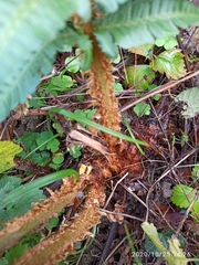 Dryopteris affinis borreri