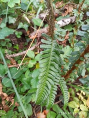Dryopteris affinis borreri
