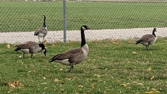 Branta canadensis