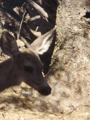 Odocoileus hemionus eremicus