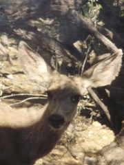 Odocoileus hemionus eremicus
