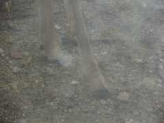 Odocoileus hemionus eremicus