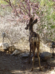 Odocoileus hemionus eremicus