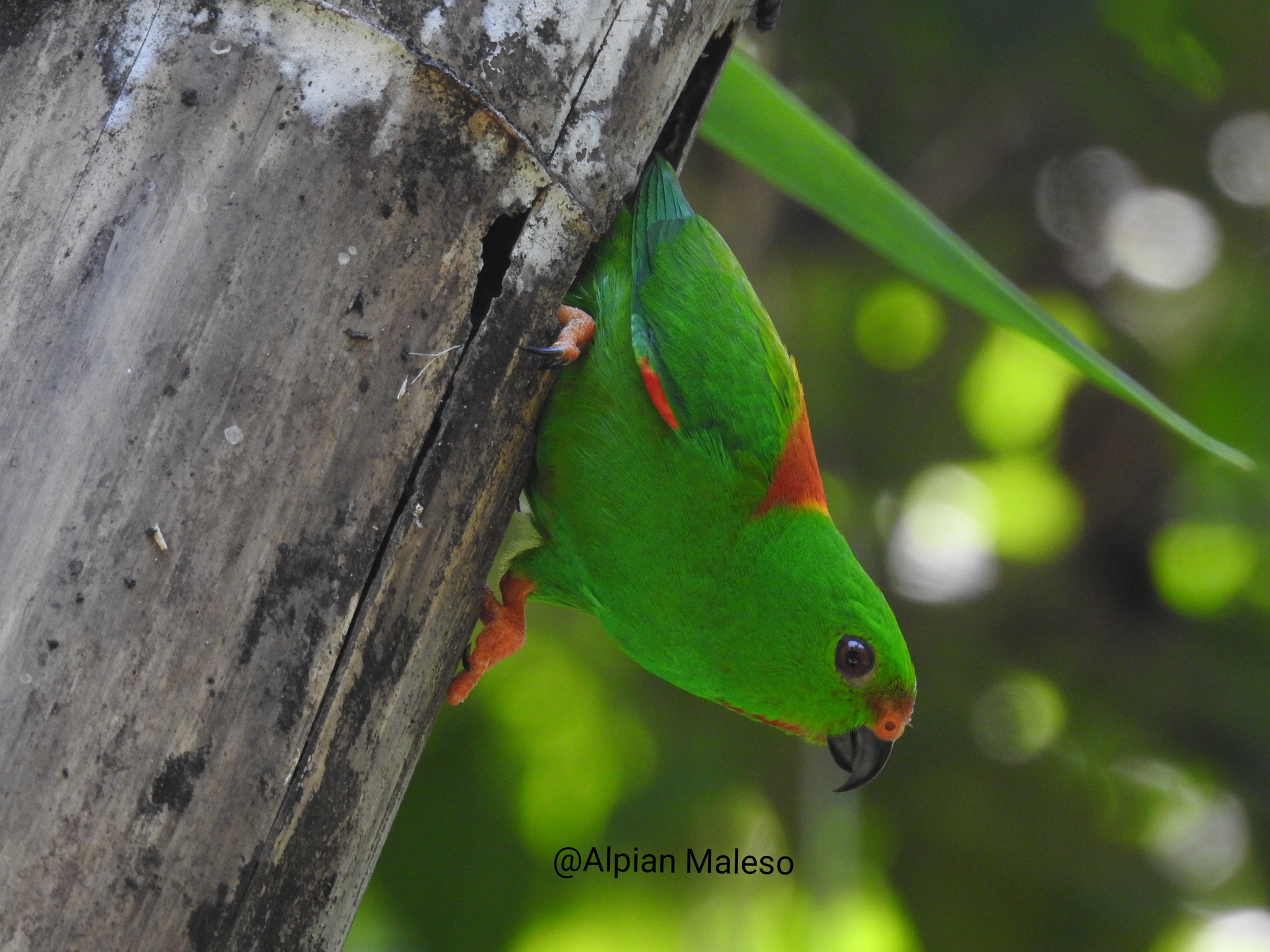 Sula Hanging-Parrot illustration