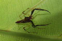 Viciria pavesii