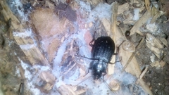 Licinus