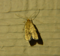 Psilocorsis quercicella