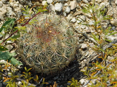 Echinomastus unguispinus