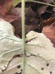 Eurybia schreberi