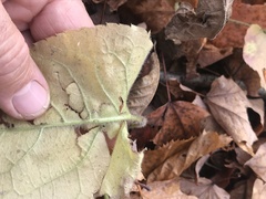 Eurybia schreberi