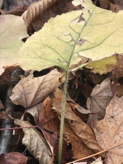 Eurybia schreberi