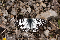 Melanargia occitanica