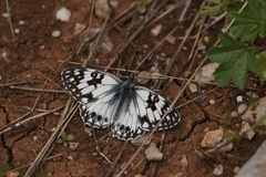 Melanargia occitanica