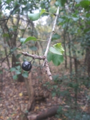 Rhamnus