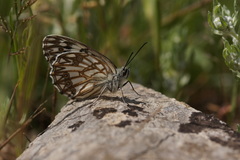 Melanargia occitanica