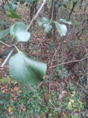 Rhamnus