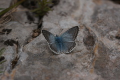 Polyommatus hispana
