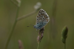 Polyommatus hispana