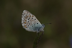 Polyommatus hispana