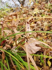 Carex intumescens