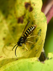 Dolichovespula media