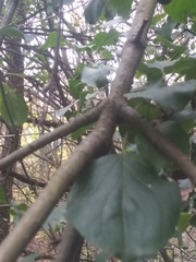 Rhamnus