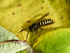 Dolichovespula media