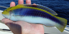 Halichoeres cyanocephalus