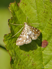 Elophila nymphaeata