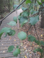 Rhamnus