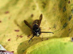 Dolichovespula media