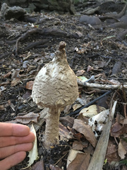 Saproamanita
