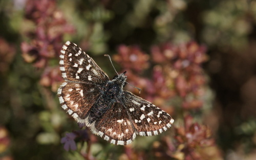 Southern Grizzled Skipper